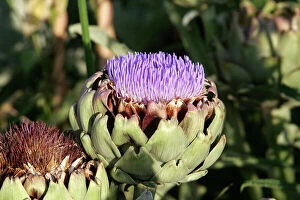 Images Dated 29th June 2004: Artichoke - flower