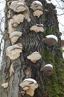 Artists Fungus - coverd in snow, on beech tree Artists Fungus - coverd in snow, on beech tree