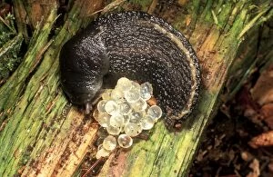 Images Dated 26th November 2004: Ash Grey Slug Curled up with eggs, UK
