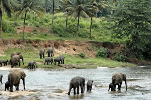 Asian Elephant: herd crossing the river Asian Elephant: herd crossing the river