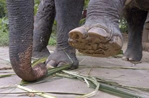 Images Dated 27th June 2007: Asian Elephant: left forefoot raised to show sole, Sri Lanka
