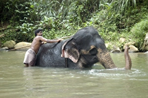 Asian Elephant: mahout bathing his elephant Asian Elephant: mahout bathing his elephant