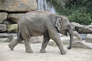 Asian Elephant - young animal running Asian Elephant - young animal running