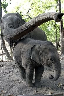 Images Dated 19th April 2003: Asian / Indian Elephant - adult and young. Bandhavgarh National Park - India