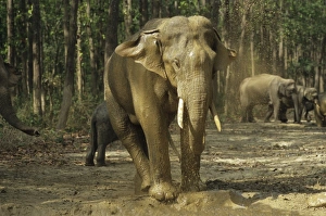 Asian / Indian Elephant bathing at the waterhole filled with rain water Asian / Indian Elephant bathing at the waterhole filled with rain water