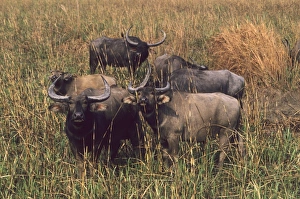 Asian Water Buffalo - in the grassland Asian Water Buffalo - in the grassland