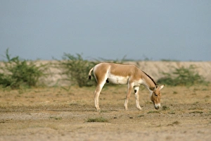 Asian Wild Ass / Asiatic Wild Ass / Kulan / onager / khur / dzigettai - grazing Asian Wild Ass / Asiatic Wild Ass / Kulan / onager / khur / dzigettai - grazing