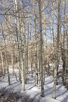 Aspen Forest (Populus tremuloides) in winter at 2500-3000m Aspen Forest (Populus tremuloides) in winter at 2500-3000m