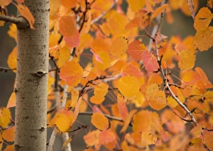 Aspen, with stunning red autumn foliage Aspen, with stunning red autumn foliage
