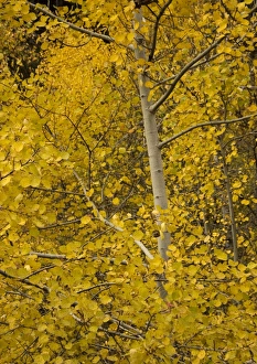 Aspen. With superb autumn colour Aspen. With superb autumn colour