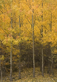 Aspen trees with stunning autumn colour Aspen trees with stunning autumn colour