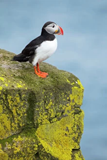 Puffins Gallery: Atlantic Puffin - on lichen covered rock