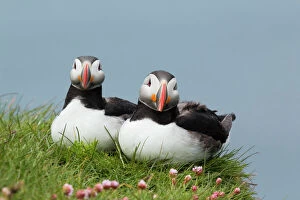 Puffins Gallery: Atlantic Puffin - pair on cliff edge