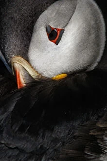 Images Dated 14th August 2018: Atlantic Puffin - ready to sleep on cliffs - Scotland