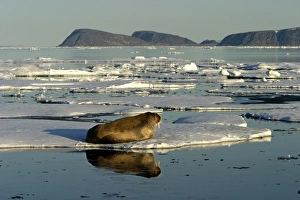 Atlantic / Whiskered Walrus - male resting on ice floe Atlantic / Whiskered Walrus - male resting on ice floe