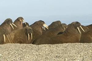 Atlantic / Whiskered Walruses - group resting on beach Atlantic / Whiskered Walruses - group resting on beach