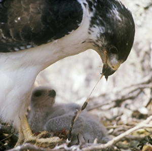 Augur Buzzard - feeding chick at nest Augur Buzzard - feeding chick at nest