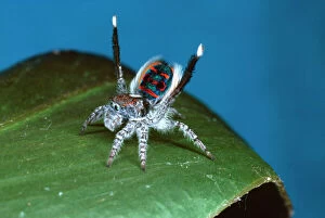 AUS-1817 Peacock spider - male courting female