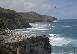 Images Dated 9th January 2005: Australasian Gannet colony at Muriwai Beach, North Island, New Zealand