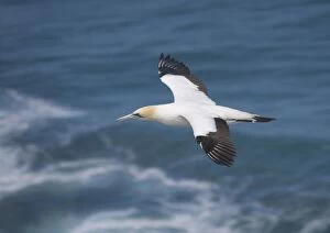 Images Dated 9th January 2005: Australasian gannet in flight, Muriwai, North Island, New Zealand