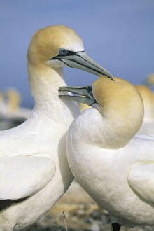 Images Dated 12th June 2009: Australasian Gannet, (Sula serrator), courting