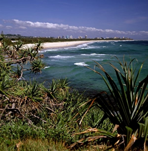 Australia - Looking north to the natural ocean beach with Pandanus headland vegetation Australia - Looking north to the natural ocean beach with Pandanus headland vegetation