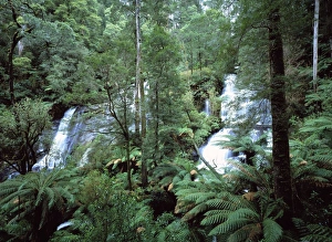 Australia - Twins waterfalls in the Otway National Park southern tip of the state of Victoria Australia - Twins waterfalls in the Otway National Park southern tip of the state of Victoria