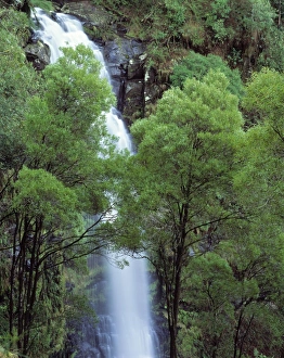 Australia - Waterfall in the Otway National Park southern tip of the state of Victoria Australia - Waterfall in the Otway National Park southern tip of the state of Victoria