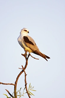Australian Black-Shouldered Kite - perched on top of a tree Australian Black-Shouldered Kite - perched on top of a tree