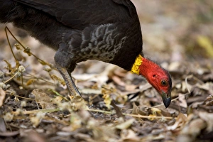 Australian Brush Turkey - adult on the floor of a tropical rainforest searching for food Australian Brush Turkey - adult on the floor of a tropical rainforest searching for food