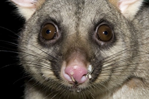 Australian Brushtail Possum - with seed husks on its nose as evidence of feeding on a Australian Brushtail Possum - with seed husks on its nose as evidence of feeding on a