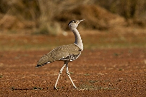 Australian Bustard - Found throughout Australia except for the southeast Australian Bustard - Found throughout Australia except for the southeast