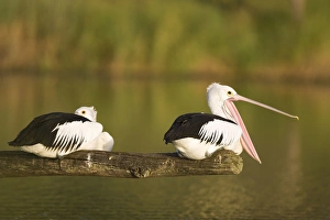 Australian Pelican - Two birds on a favourite perch overhanging a freshwater lake Australian Pelican - Two birds on a favourite perch overhanging a freshwater lake