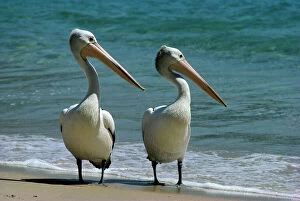 Images Dated 22nd January 2009: Australian Pelican - Two birds at water's edge Australia - winters to Indonesia JPF07340