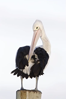 Australian Pelican - Collecting oil from a gland to preen and care for its feathers Australian Pelican - Collecting oil from a gland to preen and care for its feathers
