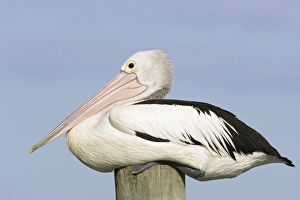 Australian Pelican - Side-on portrait of a pelican sitting on a jetty post in a fishing Australian Pelican - Side-on portrait of a pelican sitting on a jetty post in a fishing