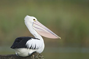 Australian Pelican - Sitting on a favourite perch overhanging a freshwater lake Australian Pelican - Sitting on a favourite perch overhanging a freshwater lake