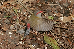 Australian Red-browed Finch - in flight low above ground Australian Red-browed Finch - in flight low above ground