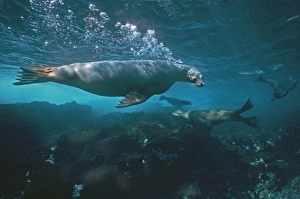Australian Sealion - These delightful animals are seriously endangered Australian Sealion - These delightful animals are seriously endangered