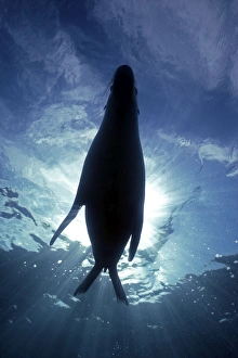 Australian Sealion - Resting in the sun unaware of the photographer below Australian Sealion - Resting in the sun unaware of the photographer below