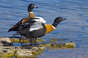 Australian Shelduck, male stretching wings, female behind Australian Shelduck, male stretching wings, female behind