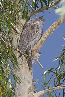 Australian Tawny Frogmouth - sleeping at daytime roost in a Cajuput Tree Australian Tawny Frogmouth - sleeping at daytime roost in a Cajuput Tree