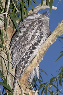 Australian Tawny Frogmouth / Tawny-shouldered Frogmouth - roosts during the daytime in a Australian Tawny Frogmouth / Tawny-shouldered Frogmouth - roosts during the daytime in a