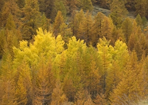 Autumn colour: Black poplars surrounded by common / european larches (Larix decidua) in Maritime Alps valley Autumn colour: Black poplars surrounded by common / european larches (Larix decidua) in Maritime Alps valley