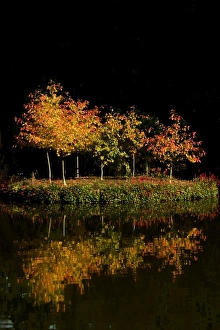 Autumn - first tints of autumn colour on an island of saplings on a tranquil lake Autumn - first tints of autumn colour on an island of saplings on a tranquil lake