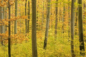 autumn forest - a forest in brightly coloured autumn foliage ranging from green to yellow autumn forest - a forest in brightly coloured autumn foliage ranging from green to yellow