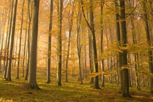 autumn forest - the low morning sun casts sunrays into a brightly autumn coloured beech autumn forest - the low morning sun casts sunrays into a brightly autumn coloured beech