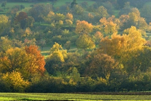 autumn scenery - meadow with lots of fruit trees in brightly coloured autumn foliage autumn scenery - meadow with lots of fruit trees in brightly coloured autumn foliage