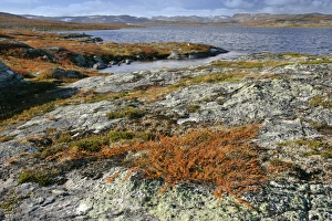 Autumn tundra - lake and colourful dwarf birch shrubbery Autumn tundra - lake and colourful dwarf birch shrubbery