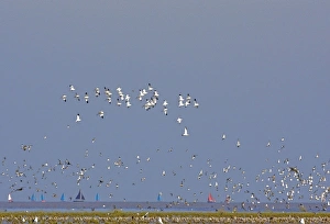 Avocet - in flight, with waders at the turn of the tide - sailing boats in background Avocet - in flight, with waders at the turn of the tide - sailing boats in background